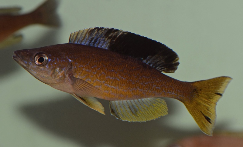 Cyprichromis microlepidotus 'Bilila (Kavala) Island'